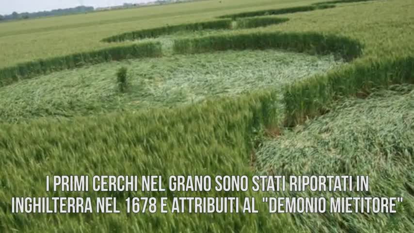 La verità dietro i cerchi nel grano (e gli alieni non c'entrano) - La  Sicilia