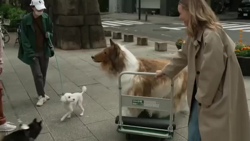 La mia vita segreta da cane”: la storia dell'uomo che ha speso oltre 15mila  dollari per trasformarsi in un Collie - La Stampa